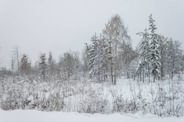 Ağaçlar karla kaplıdır. Güzel kış parkı manzarası. 