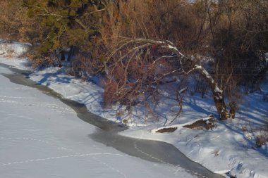 Donmuş nehrin kıyısındaki ağaçlar. Kış manzarası. Ukrayna.