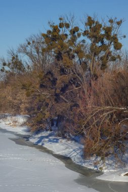 Donmuş nehrin kıyısındaki ağaçlar. Kış manzarası. Ukrayna.
