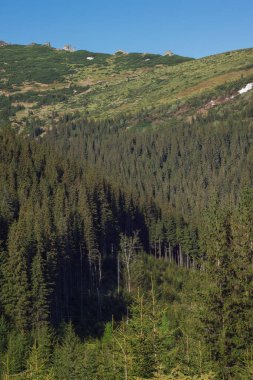 Yamaçlarda orman.