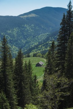 Dağ manzarası. Yamaçlardaki orman. Çayır görünümü.