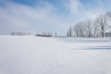 Kış manzarası. Ağaçlardaki buz.
