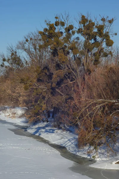 Donmuş nehrin kıyısındaki ağaçlar. Kış manzarası. Ukrayna.