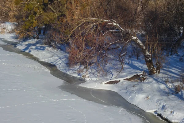 Donmuş nehrin kıyısındaki ağaçlar. Kış manzarası. Ukrayna.