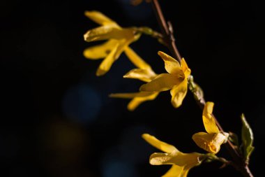 Çalı çiçekleri. Yakın plan. Küçük alan derinliği