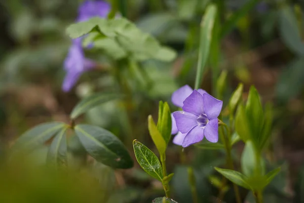 Periwinkle Çiçeği Küçük Alan Derinliği — Stok fotoğraf