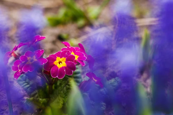 Primrose Primula Blommar Bland Växterna Trädgården Liten Skärpedjup — Stockfoto