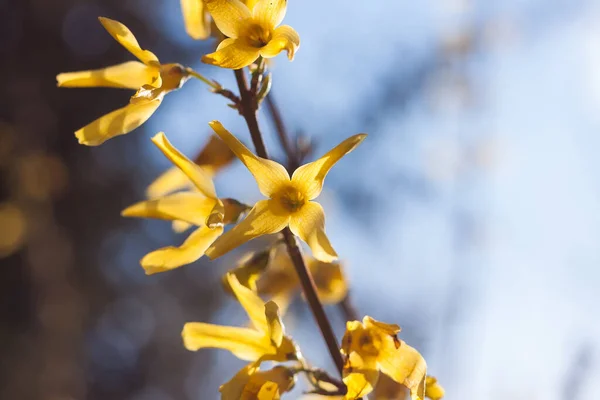 Kwiaty Krzewu Forsythia Zbliżenie Mała Głębokość Pola — Zdjęcie stockowe