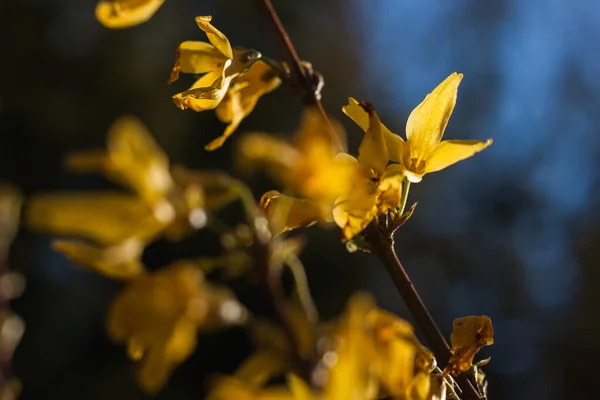 Kwiaty Krzewu Forsythia Zbliżenie Mała Głębokość Pola — Zdjęcie stockowe