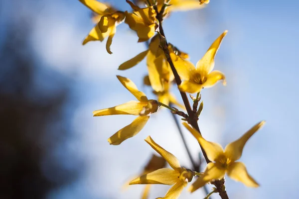 Kwiaty Krzewu Forsythia Zbliżenie Mała Głębokość Pola — Zdjęcie stockowe