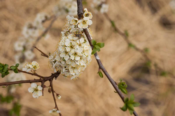 Fleurs Prunier Gros Plan Petite Profondeur Champ Dof — Photo