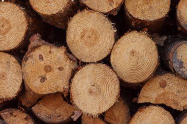 Kesme kütükleri arka bahçede rastgele duruyor. Kütük yığını. Kış için yakacak odun hazırlıyorum. Yakın plan.