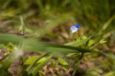 Veronica arvensis bahçede. Küçük alan derinliği