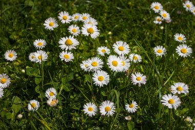 Bahçedeki papatya çiçekleri. Küçük alan derinliği