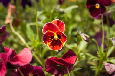 Viola bahçedeki bitkiler arasında üç renkli. Küçük alan derinliği