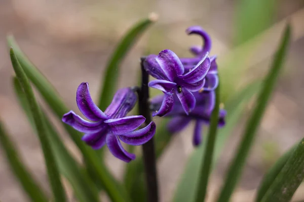 Фіолетовий Гіацинт Гіацинт Весняні Квіти Мала Глибина Різкості — стокове фото