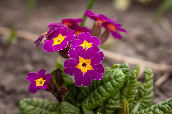 Primrose Primula Цветки Среди Растений Саду Небольшая Глубина Резкости — стоковое фото