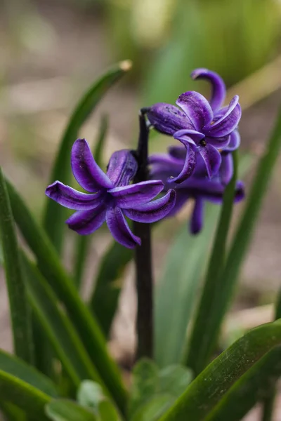 Пурпурный Гиацинт Hyacinthus Весенние Цветы Небольшая Глубина Резкости — стоковое фото