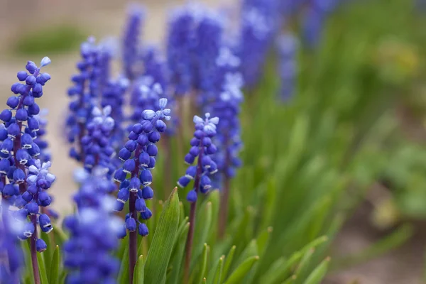 Niebieski Kwiat Muscari Mała Głębokość Pola — Zdjęcie stockowe