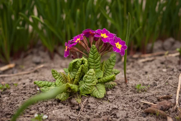 Bahçedeki Bitkilerin Arasında Primrose Primula Çiçekleri Küçük Alan Derinliği — Stok fotoğraf