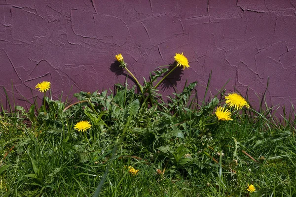 Yeşil Çimenlerdeki Sarı Karahindiba Çiçeği Bahar Fotoğrafı Geçmişi Yakın Plan — Stok fotoğraf