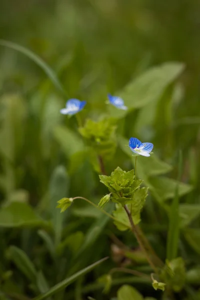 Veronica Arvensis Trädgården Liten Skärpedjup — Stockfoto