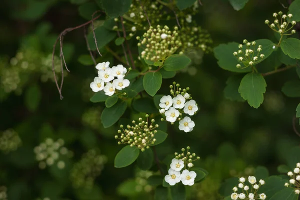 Białe Kwiaty Spiraea Mała Głębokość Pola — Zdjęcie stockowe