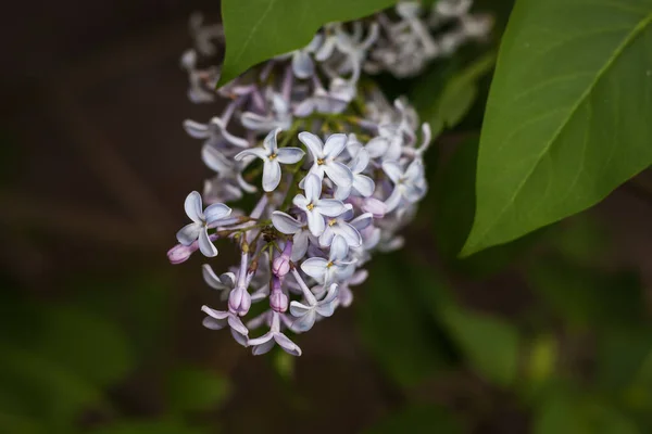 Цветы Сиринги Syringa Vulgaris Небольшая Глубина Резкости — стоковое фото