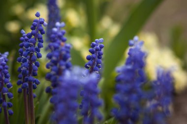 Mavi muscari çiçeği. Küçük alan derinliği