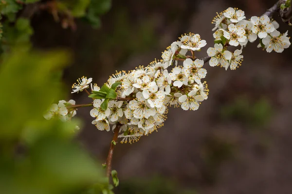 Fleurs Prunier Gros Plan Petite Profondeur Champ Dof — Photo