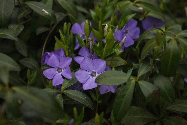 Periwinkle Çiçeği Küçük Alan Derinliği — Stok fotoğraf