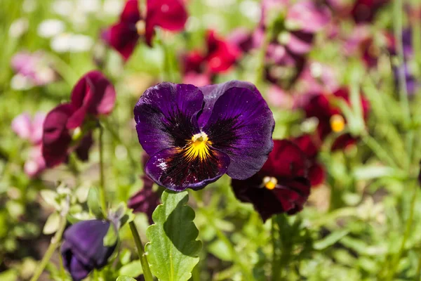 Viola Tricolor Entre Plantas Jardim Pequena Profundidade Campo — Fotografia de Stock