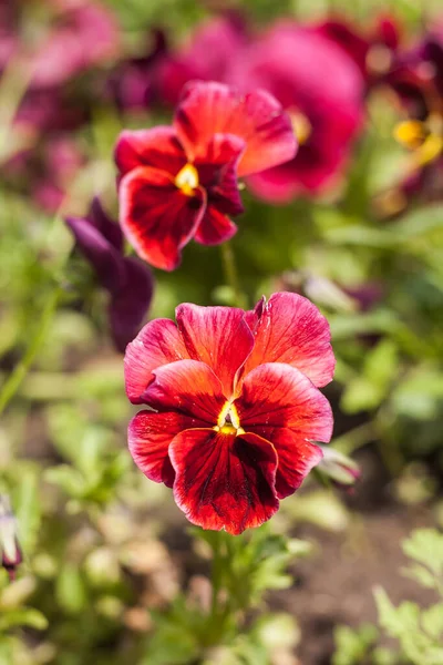 Viola Tricolor Parmi Les Plantes Jardin Petite Profondeur Champ — Photo