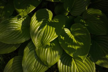 Yeşil yapraklı Hosta yaz bahçesinde. (Hosta plantaginea)