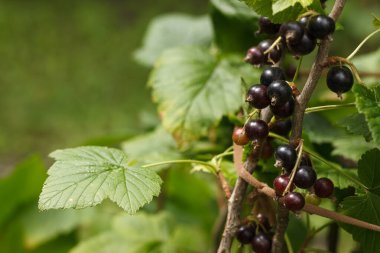 Olgun siyah frenk üzümü yeşil yapraklarla çevrili bir dalda asılı. Hasat için hazır. 