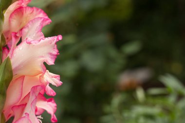 Bahçedeki Gladiolus çiçeği. Boşluğu kopyala