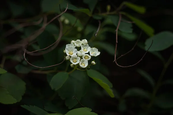 Білі Квіти Спіреї Невелика Глибина — стокове фото