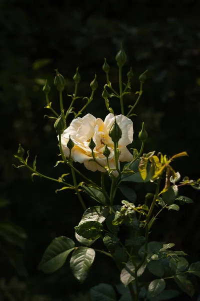Біла Троянда Серед Рослин Саду Зблизька Ада — стокове фото