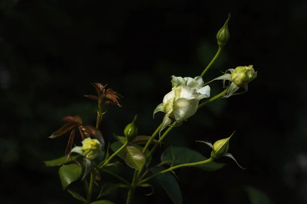 庭の植物の間で白いバラ 接近中だ Dof — ストック写真