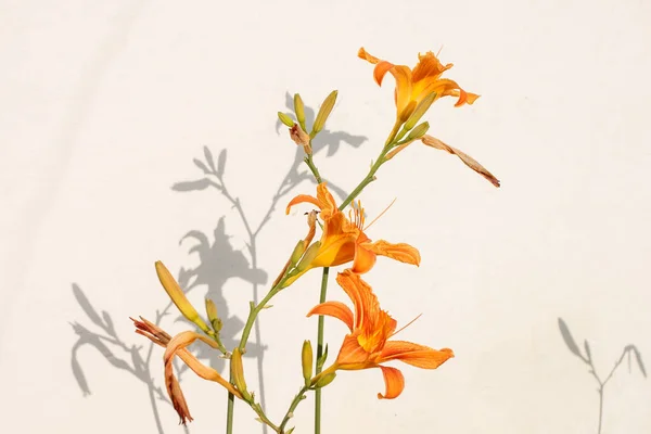 Помаранчева Квітка Лілії Фоні Глиняної Стіни — стокове фото