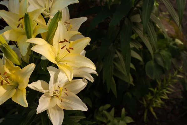 Bahçedeki Bitkiler Arasında Lilium Adaylığı Çiçekleri Yakın Plan Dof — Stok fotoğraf