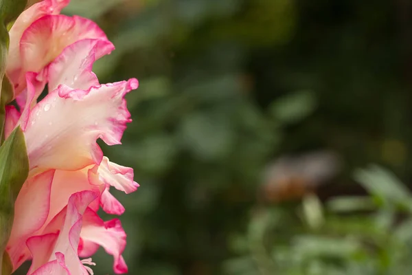 Bahçedeki Gladiolus Çiçeği Boşluğu Kopyala — Stok fotoğraf