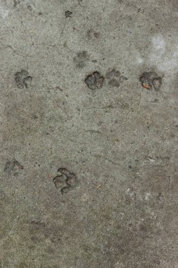 Beton. Doku. Kedi ayak izleri. Üst görünüm