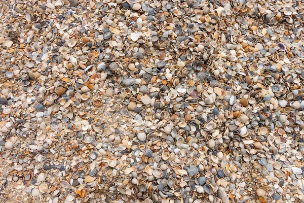 Παραλία Άμμο Και Θαλασσινά Όστρακα Θαλάσσιο Θέμα — Φωτογραφία Αρχείου