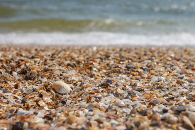 Kumsalda deniz kabuğu. Plaj geçmişi. Deniz teması. Küçük alan derinliği