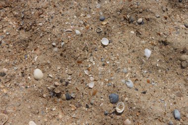 Kumsalda deniz kabuğu. Plaj geçmişi. Deniz teması. Küçük alan derinliği