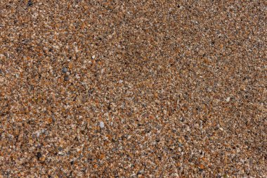 Kumsal kumu ve deniz kabukları. Deniz teması