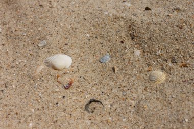 Kumsalda deniz kabuğu. Plaj geçmişi. Deniz teması. Küçük alan derinliği