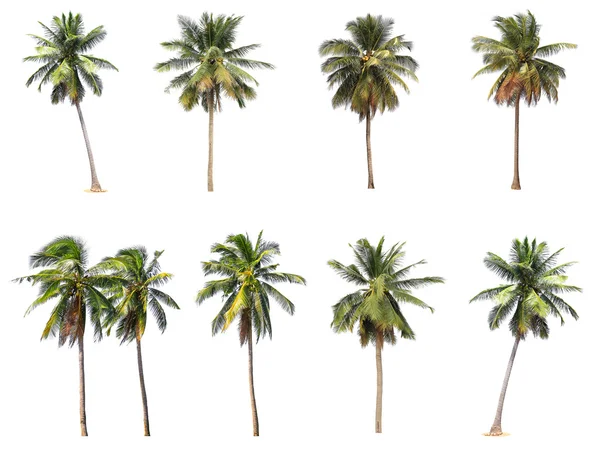 Verschil van kokosnoot boom geïsoleerd op wit Rechtenvrije Stockfoto's