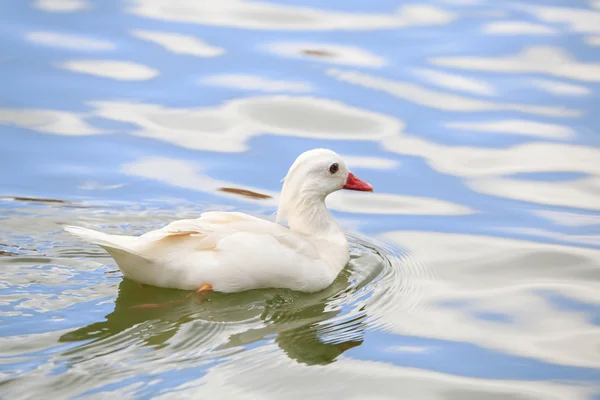 Natación blanco pato en día soleado — Foto de Stock